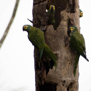 Biodiversidad