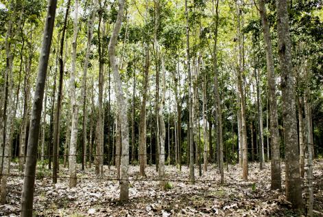 Plantaciones de los pequeños productores de San Martín