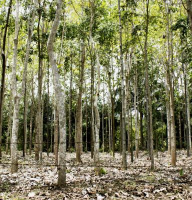 Plantaciones de los pequeños productores de San Martín