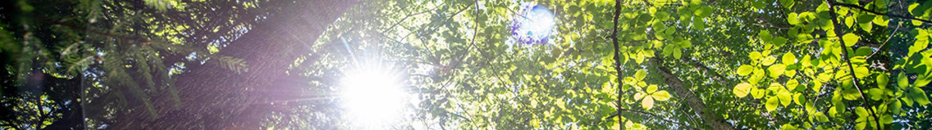 Bosques para el futuro